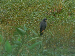 Rostrhamus sociabilis