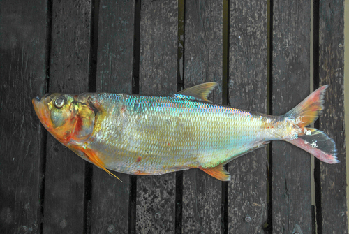 Amazon pellona (Pellona castelnaeana) — Pristigasteridae — 2