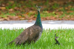 Pavo cristatus × muticus