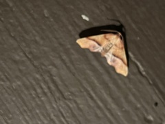 Plagodis phlogosaria