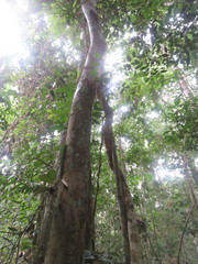 Helicostylis tomentosa