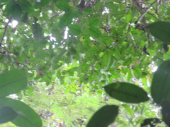 Helicostylis tomentosa