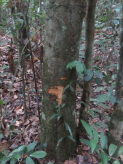 Helicostylis tomentosa