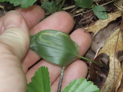 Liriomyza smilacinae