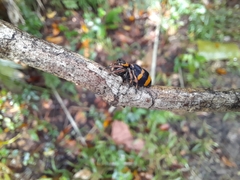 Phiale crocea
