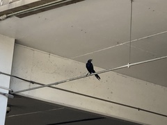 Quiscalus mexicanus