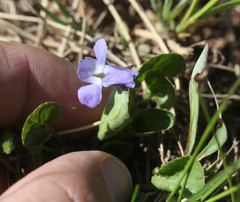 Rostratae