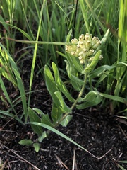 Asclepias lanuginosa