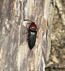Ampedus rubricollis