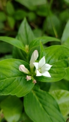 Spigelia coelostylioides
