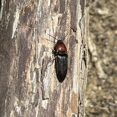 Ampedus rubricollis