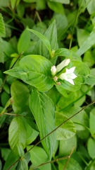 Spigelia coelostylioides