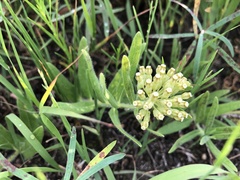 Asclepias lanuginosa