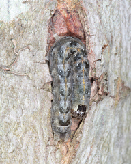 Lithophane patefacta