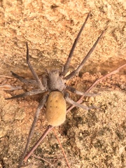 Califorctenus cacachilensis