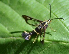 Synanthedon bibionipennis