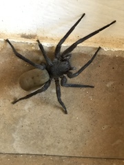 Califorctenus cacachilensis