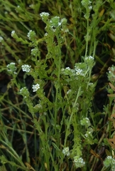 Plagiobothrys bracteatus