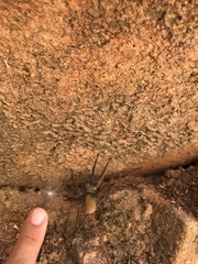 Califorctenus cacachilensis