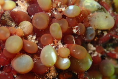 Botryocladia pseudodichotoma