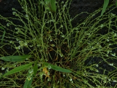 Plagiobothrys bracteatus