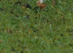 Jacana jacana