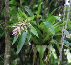 Tillandsia biflora