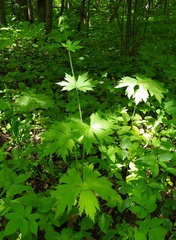 Aconitum septentrionale