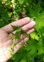 Aconitum septentrionale