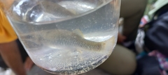 Poecilia mexicana