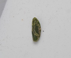 Liriomyza clianthi