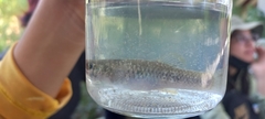 Poecilia mexicana
