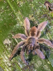 Psalmopoeus