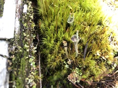 Cladonia albonigra