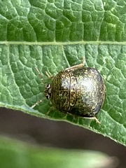 Megacopta punctatissima