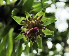 Tillandsia biflora