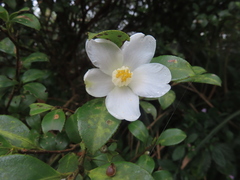 Camellia brevistyla