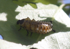 Chrysomela scripta