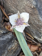 Calochortus elegans