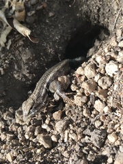 Sceloporus licki
