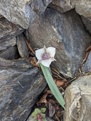 Calochortus elegans