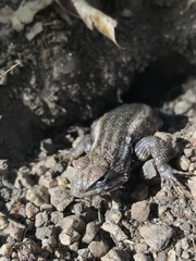 Sceloporus licki