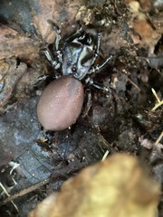 Atypidae