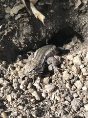 Sceloporus licki