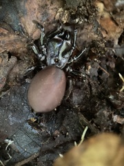 Atypidae