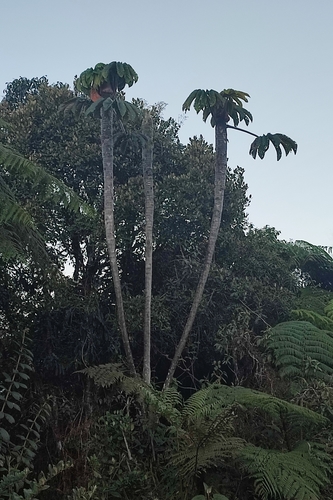 Foto de Embaúba-branca