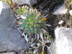 Pachycladon latisiliquum