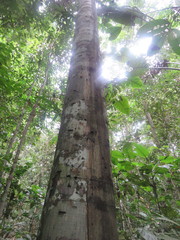 Unonopsis floribunda