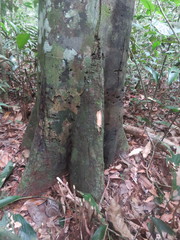 Unonopsis floribunda