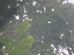 Unonopsis floribunda